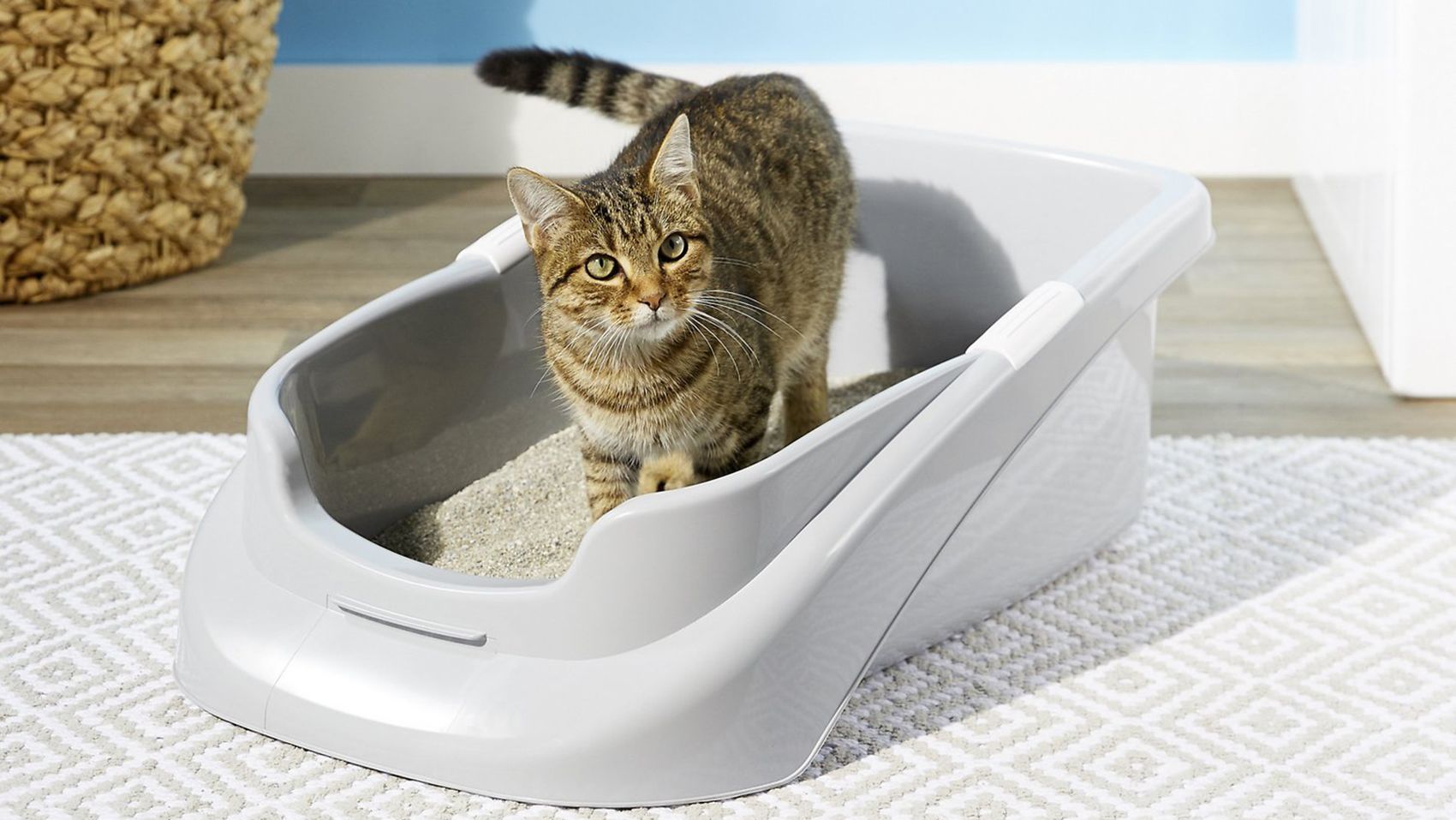 Litter box