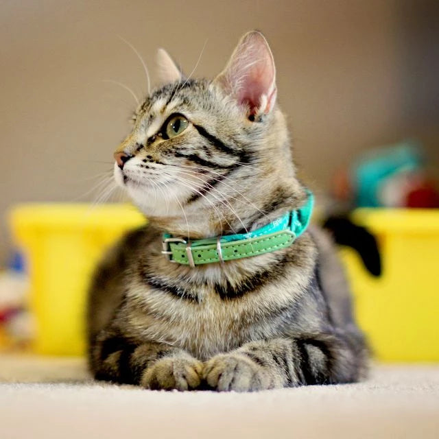 Collars