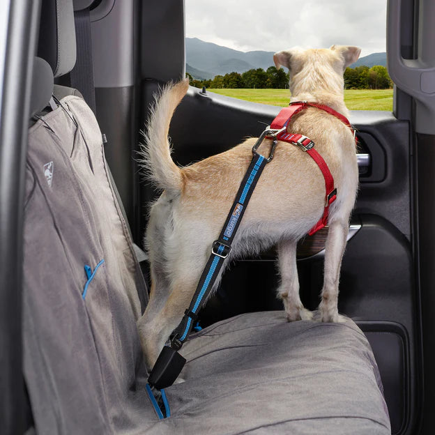 Leashes, collars & harnesses