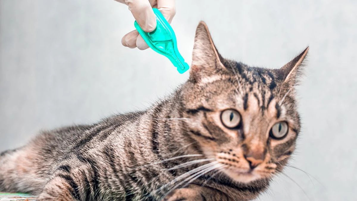 Flea, Tick & Worming Control