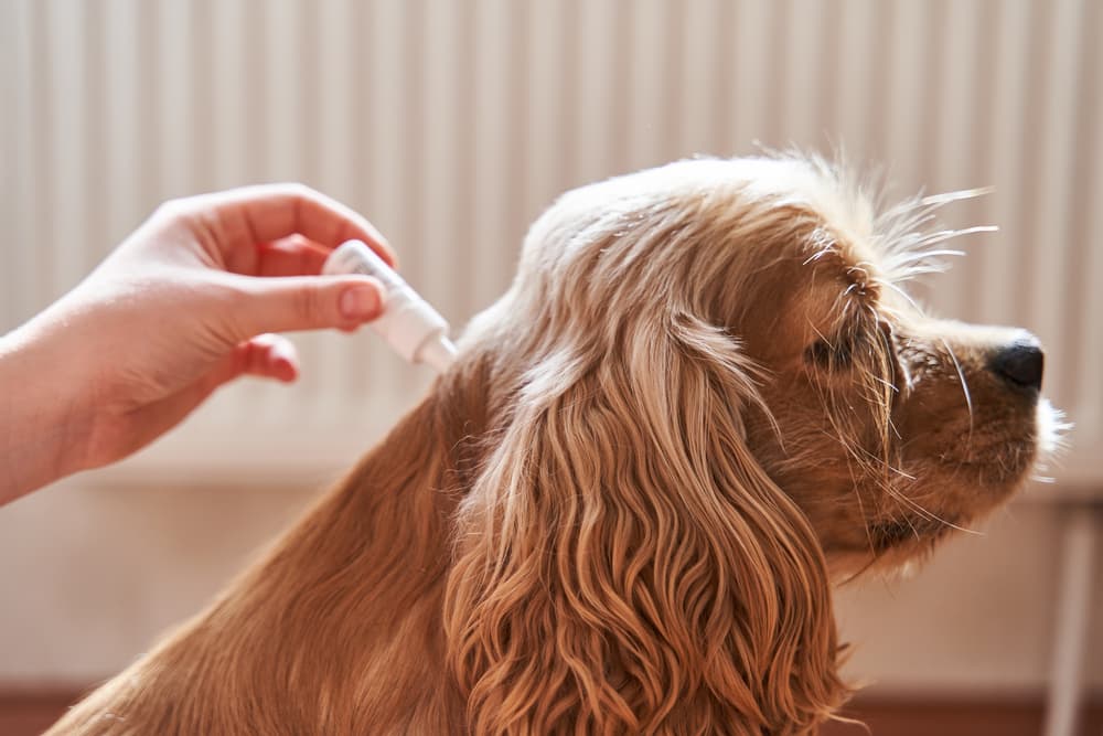 Flea, Tick & Worming Control