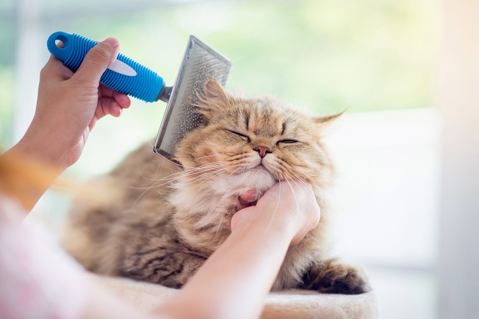 Grooming